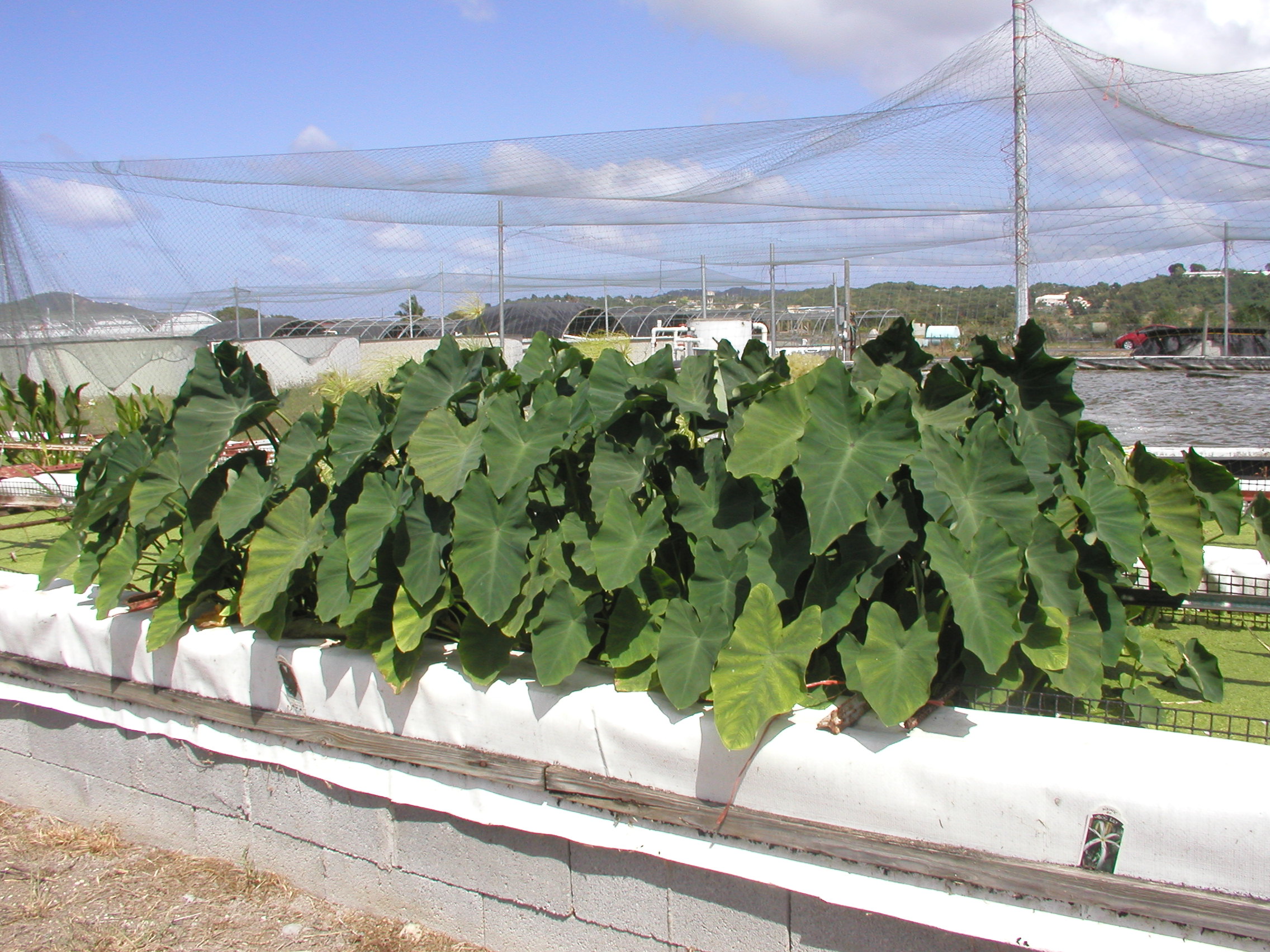 Taro production in biofloc denitrifying tank